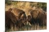 Musk Ox Bulls-Ken Archer-Mounted Premium Photographic Print