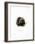 Musk Ox Head-null-Framed Giclee Print