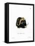 Musk Ox Head-null-Framed Stretched Canvas