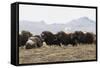 Musk Ox Herd-Ken Archer-Framed Stretched Canvas