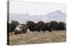 Musk Ox Herd-Ken Archer-Stretched Canvas
