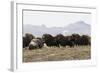 Musk Ox Herd-Ken Archer-Framed Photographic Print