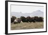 Musk Ox Herd-Ken Archer-Framed Photographic Print