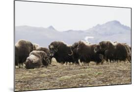 Musk Ox Herd-Ken Archer-Mounted Photographic Print