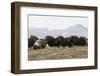 Musk Ox Herd-Ken Archer-Framed Photographic Print