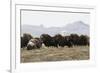 Musk Ox Herd-Ken Archer-Framed Photographic Print