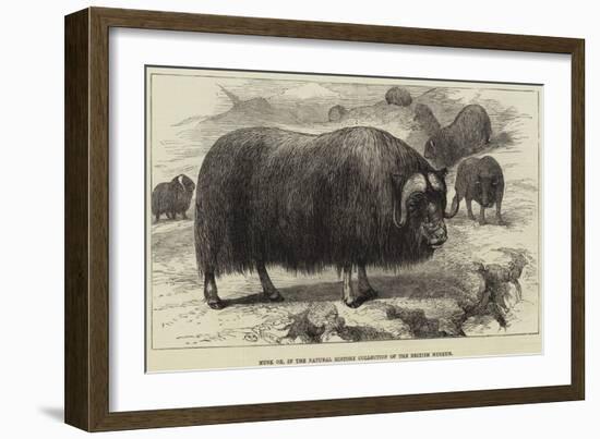 Musk Ox, in the Natural History Collection of the British Museum-null-Framed Giclee Print