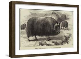 Musk Ox, in the Natural History Collection of the British Museum-null-Framed Giclee Print