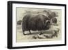 Musk Ox, in the Natural History Collection of the British Museum-null-Framed Giclee Print