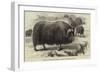 Musk Ox, in the Natural History Collection of the British Museum-null-Framed Giclee Print