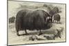 Musk Ox, in the Natural History Collection of the British Museum-null-Mounted Giclee Print