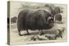 Musk Ox, in the Natural History Collection of the British Museum-null-Stretched Canvas