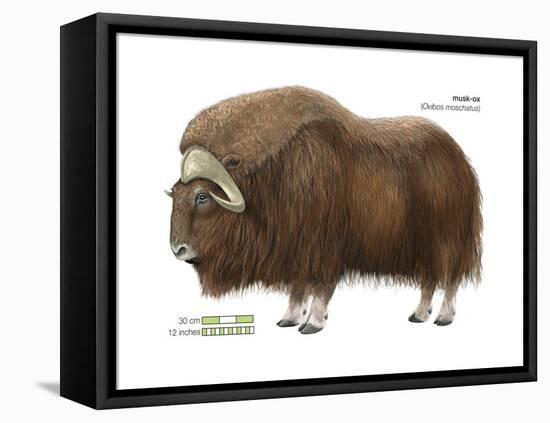 Musk-Ox (Obivos Moschatus), Mammals-Encyclopaedia Britannica-Framed Stretched Canvas