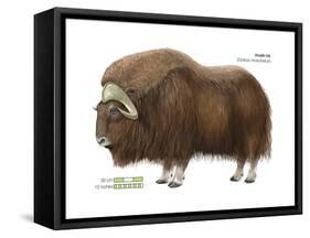 Musk-Ox (Obivos Moschatus), Mammals-Encyclopaedia Britannica-Framed Stretched Canvas