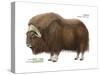 Musk-Ox (Obivos Moschatus), Mammals-Encyclopaedia Britannica-Stretched Canvas