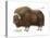 Musk-Ox (Obivos Moschatus), Mammals-Encyclopaedia Britannica-Stretched Canvas