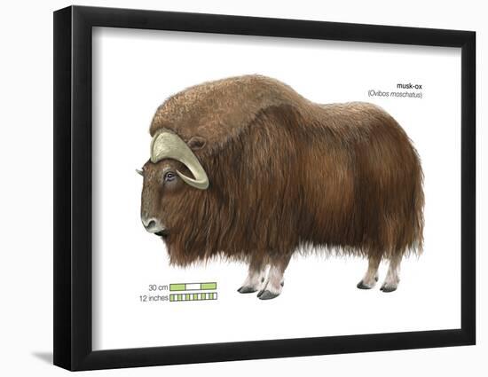 Musk-Ox (Obivos Moschatus), Mammals-Encyclopaedia Britannica-Framed Poster