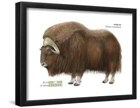 Musk-Ox (Obivos Moschatus), Mammals-Encyclopaedia Britannica-Framed Poster