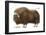 Musk-Ox (Obivos Moschatus), Mammals-Encyclopaedia Britannica-Framed Poster