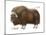 Musk-Ox (Obivos Moschatus), Mammals-Encyclopaedia Britannica-Mounted Poster