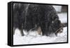 Musk Ox, Ovibos Moschatus, Females, Eat Grass, Winter-Andreas Keil-Framed Stretched Canvas