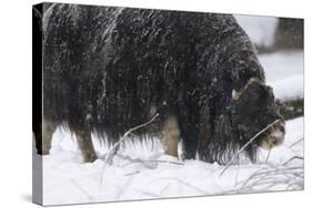 Musk Ox, Ovibos Moschatus, Females, Eat Grass, Winter-Andreas Keil-Stretched Canvas