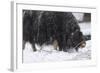 Musk Ox, Ovibos Moschatus, Females, Eat Grass, Winter-Andreas Keil-Framed Photographic Print