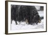 Musk Ox, Ovibos Moschatus, Females, Eat Grass, Winter-Andreas Keil-Framed Photographic Print