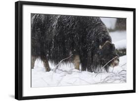 Musk Ox, Ovibos Moschatus, Females, Eat Grass, Winter-Andreas Keil-Framed Photographic Print