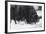 Musk Ox, Ovibos Moschatus, Females, Eat Grass, Winter-Andreas Keil-Framed Photographic Print