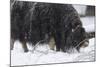 Musk Ox, Ovibos Moschatus, Females, Eat Grass, Winter-Andreas Keil-Mounted Photographic Print