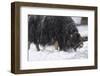 Musk Ox, Ovibos Moschatus, Females, Eat Grass, Winter-Andreas Keil-Framed Photographic Print