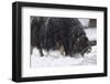 Musk Ox, Ovibos Moschatus, Females, Eat Grass, Winter-Andreas Keil-Framed Photographic Print