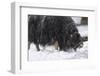 Musk Ox, Ovibos Moschatus, Females, Eat Grass, Winter-Andreas Keil-Framed Photographic Print