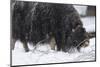 Musk Ox, Ovibos Moschatus, Females, Eat Grass, Winter-Andreas Keil-Mounted Photographic Print