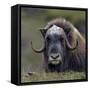 Musk Ox (Ovibos Moschatus) Portrait Whilst Resting, Nome, Alaska, USA, September-Loic Poidevin-Framed Stretched Canvas