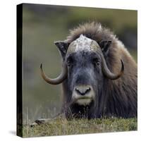 Musk Ox (Ovibos Moschatus) Portrait Whilst Resting, Nome, Alaska, USA, September-Loic Poidevin-Stretched Canvas