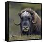 Musk Ox (Ovibos Moschatus) Portrait Whilst Resting, Nome, Alaska, USA, September-Loic Poidevin-Framed Stretched Canvas