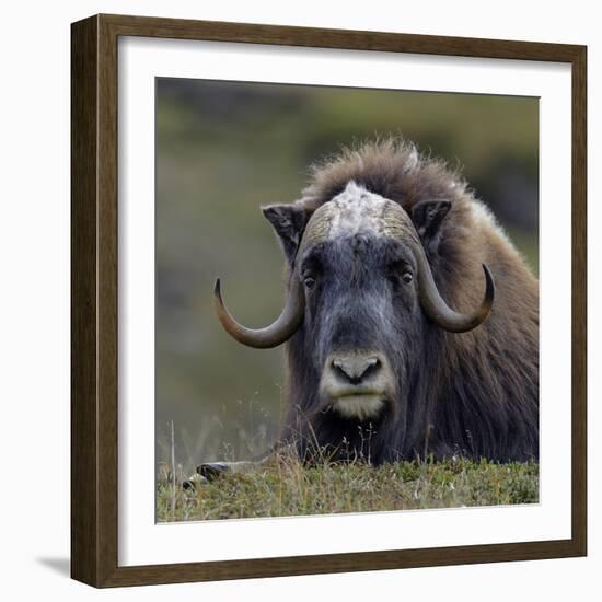 Musk Ox (Ovibos Moschatus) Portrait Whilst Resting, Nome, Alaska, USA, September-Loic Poidevin-Framed Photographic Print