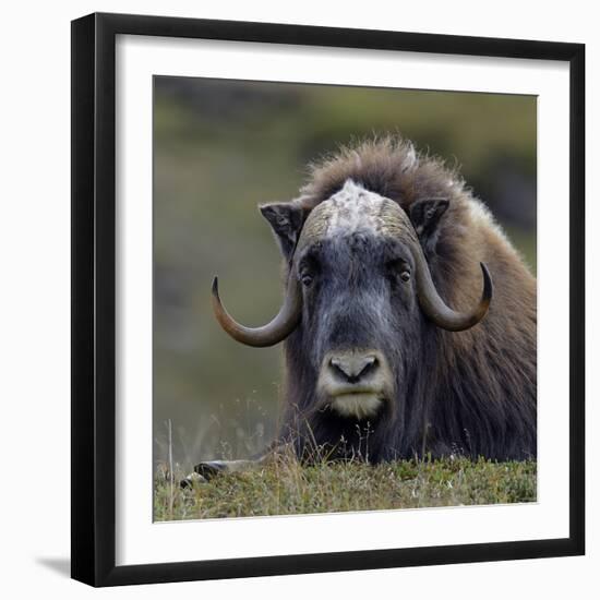 Musk Ox (Ovibos Moschatus) Portrait Whilst Resting, Nome, Alaska, USA, September-Loic Poidevin-Framed Photographic Print