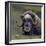 Musk Ox (Ovibos Moschatus) Portrait Whilst Resting, Nome, Alaska, USA, September-Loic Poidevin-Framed Photographic Print