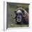 Musk Ox (Ovibos Moschatus) Portrait Whilst Resting, Nome, Alaska, USA, September-Loic Poidevin-Framed Photographic Print