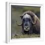 Musk Ox (Ovibos Moschatus) Portrait Whilst Resting, Nome, Alaska, USA, September-Loic Poidevin-Framed Photographic Print