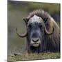 Musk Ox (Ovibos Moschatus) Portrait Whilst Resting, Nome, Alaska, USA, September-Loic Poidevin-Mounted Photographic Print