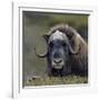 Musk Ox (Ovibos Moschatus) Portrait Whilst Resting, Nome, Alaska, USA, September-Loic Poidevin-Framed Photographic Print