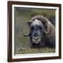 Musk Ox (Ovibos Moschatus) Portrait Whilst Resting, Nome, Alaska, USA, September-Loic Poidevin-Framed Photographic Print