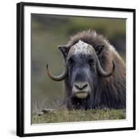 Musk Ox (Ovibos Moschatus) Portrait Whilst Resting, Nome, Alaska, USA, September-Loic Poidevin-Framed Photographic Print