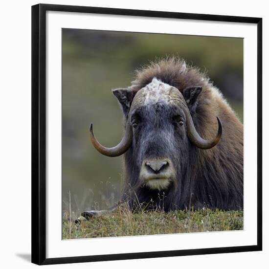 Musk Ox (Ovibos Moschatus) Portrait Whilst Resting, Nome, Alaska, USA, September-Loic Poidevin-Framed Photographic Print