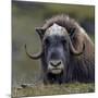 Musk Ox (Ovibos Moschatus) Portrait Whilst Resting, Nome, Alaska, USA, September-Loic Poidevin-Mounted Photographic Print