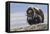 Musk Ox with Calf-Ken Archer-Framed Stretched Canvas